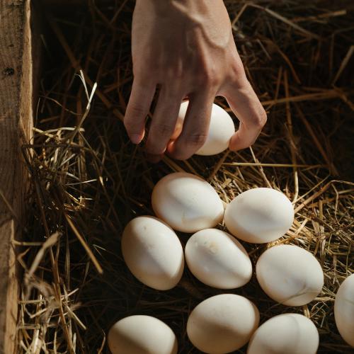 Raccogliendo le uova