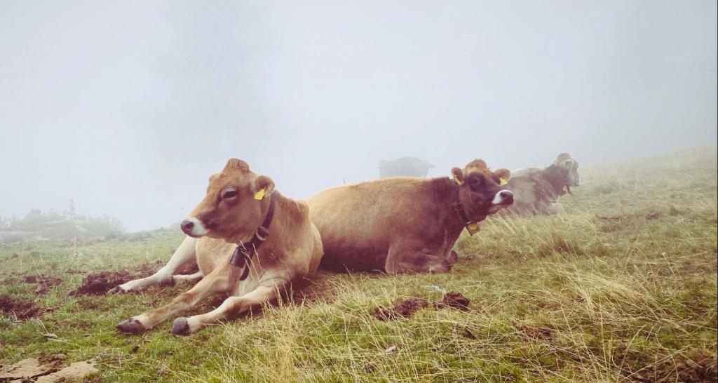 Mucche nella nebbia