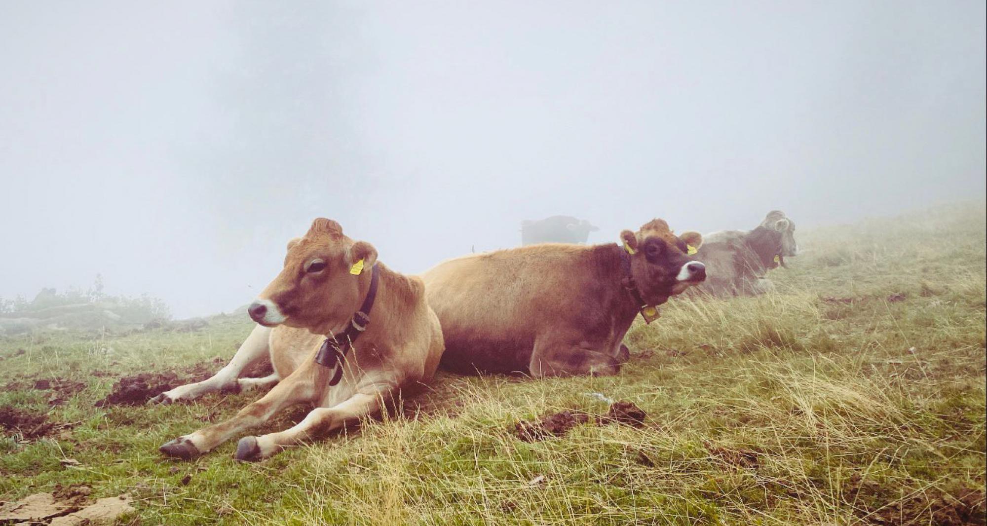 Kühe liegen im Nebel auf der Weide