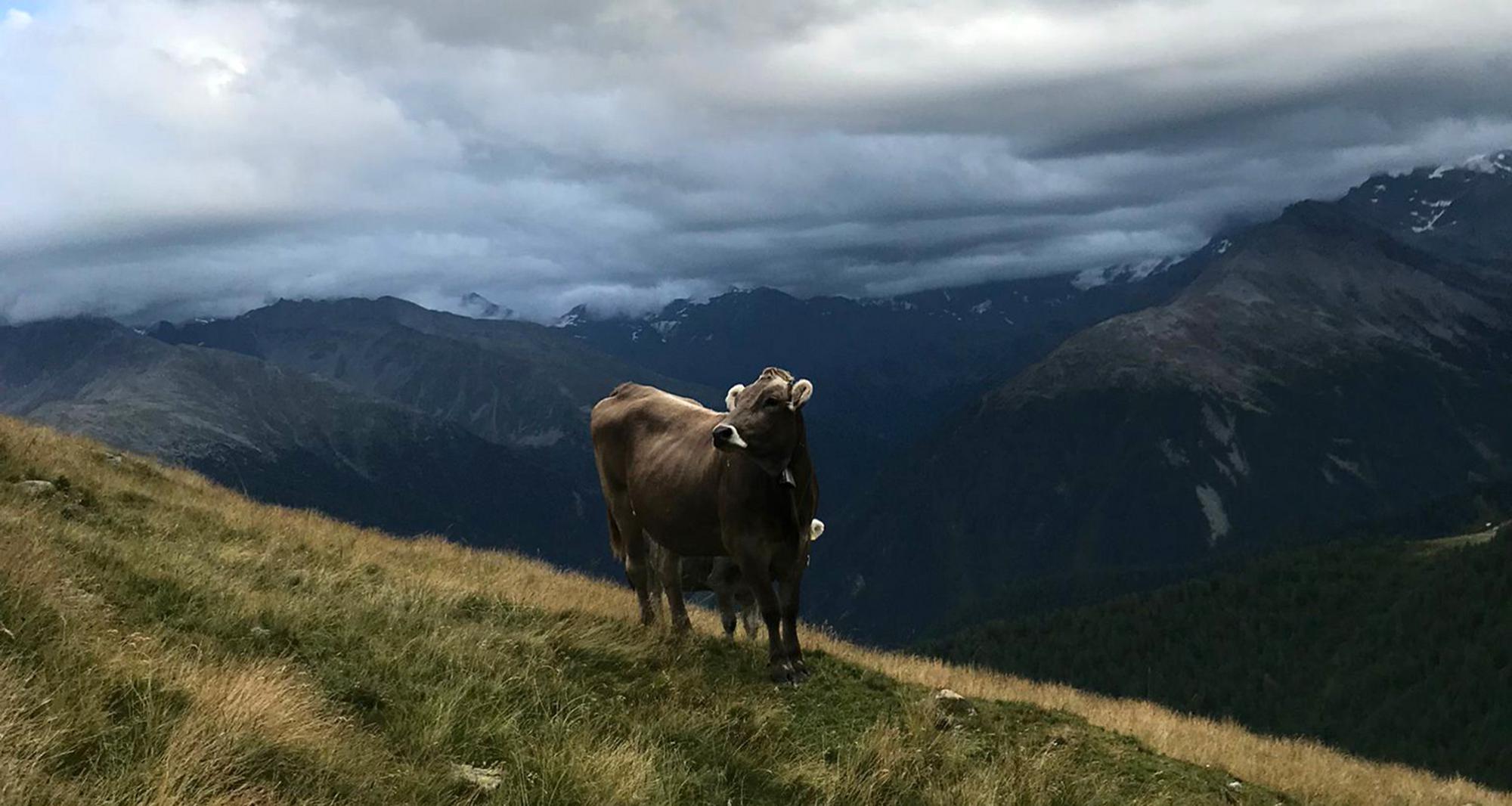 Il nostro bestiame di razza Grigio Alpina al pascolo