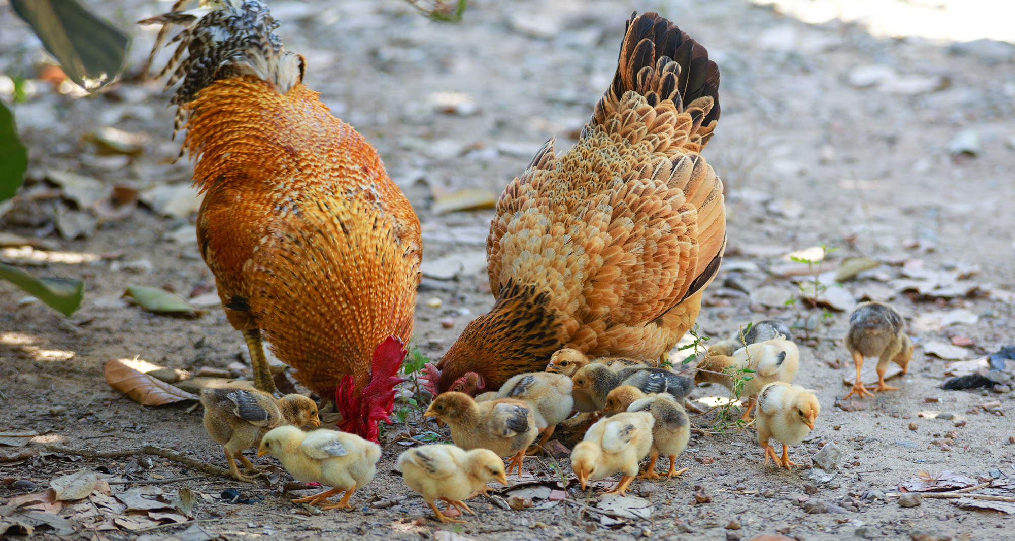 Galline e pulcini